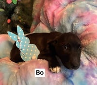 Bo - Photo 7