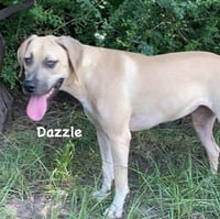 Dazzle - Photo 3
