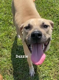 Dazzle - Photo 7