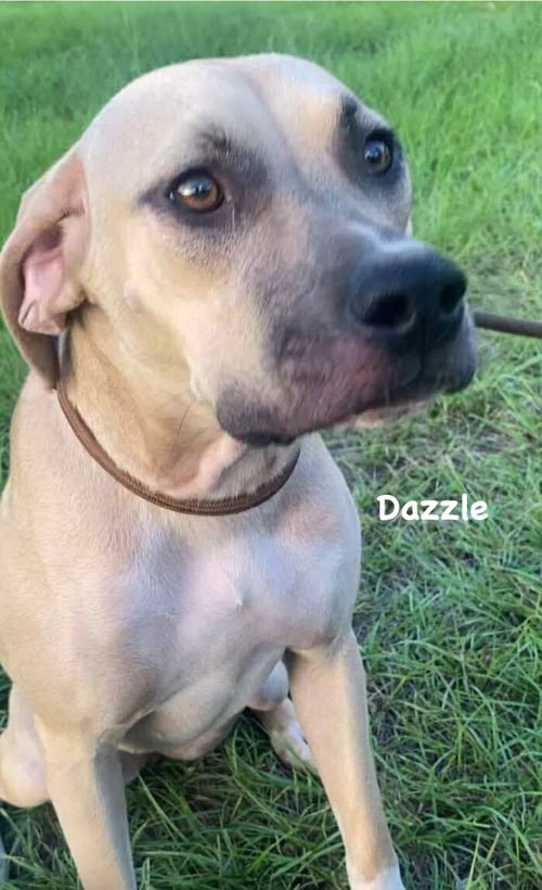 DAZZLE - Unknown for adoption in Bridgeport