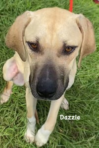 Dazzle - Photo 10