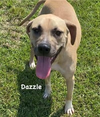 Dazzle - Photo 8
