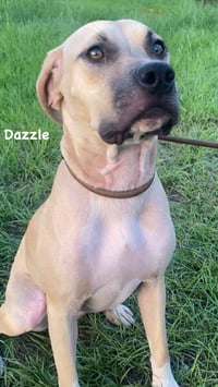 Dazzle - Photo 4