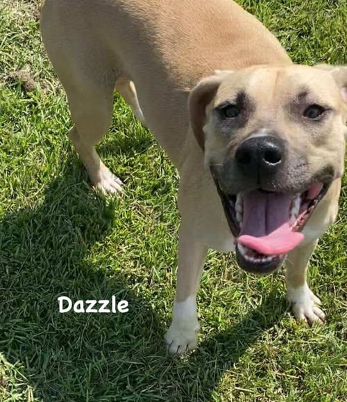 DAZZLE - Unknown available for adoption