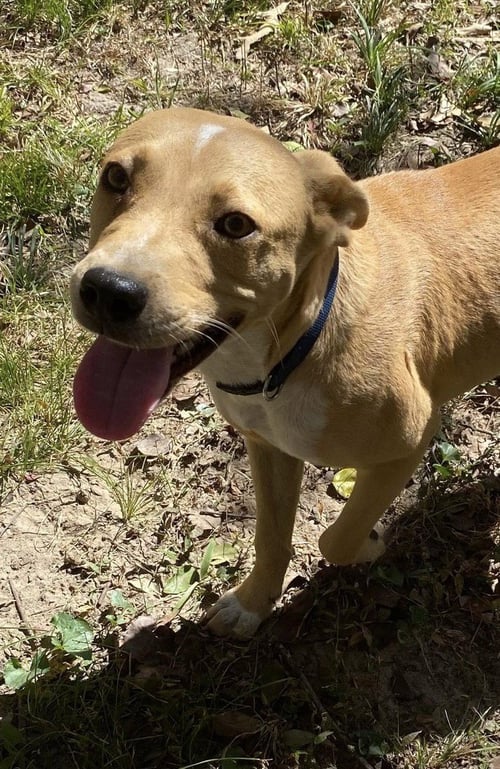 LUKE - Unknown for adoption in Bridgeport
