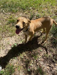 Luke - Photo 4