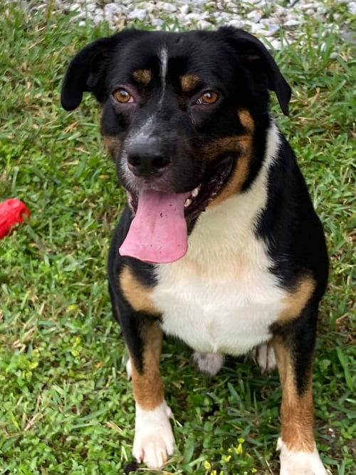 LUKE (FL) - Unknown for adoption in Bridgeport