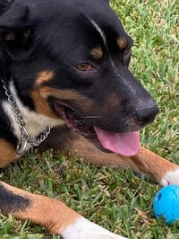 Luke (FL) - Photo 4