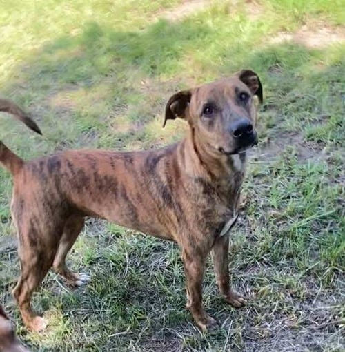 AURORA - Black Mouth Cur available for adoption