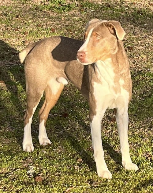 LEO - Hound / Australian Shepherd for adoption in Bridgeport