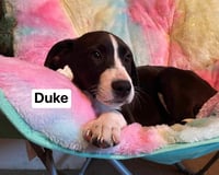 Duke - Photo 3