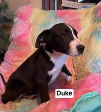 Duke - Photo 4