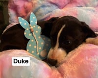 Duke - Photo 5