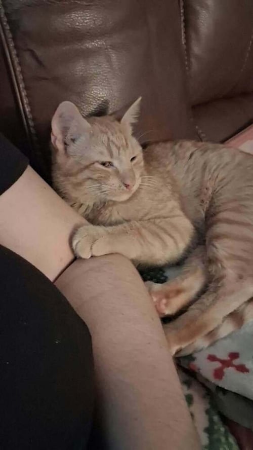 BLAZE - Domestic Medium Hair available for adoption