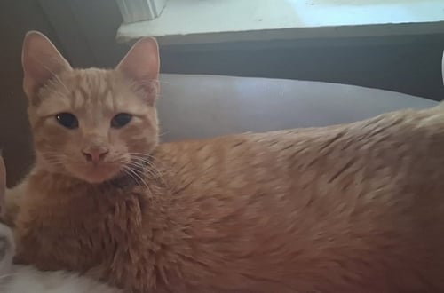 BLAZE - Domestic Medium Hair available for adoption