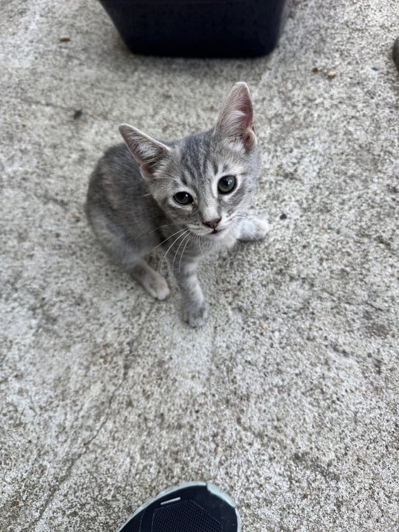 Praline Image