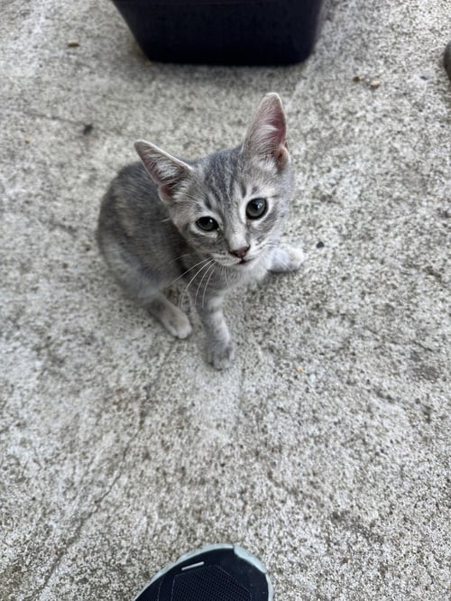 PRALINE - Domestic Short Hair / Domestic Short Hair available for adoption