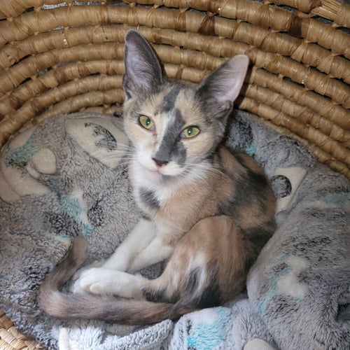 PENNY - Domestic Short Hair available for adoption