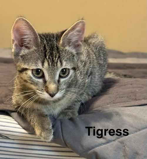 TIGRESS - Domestic Short Hair available for adoption