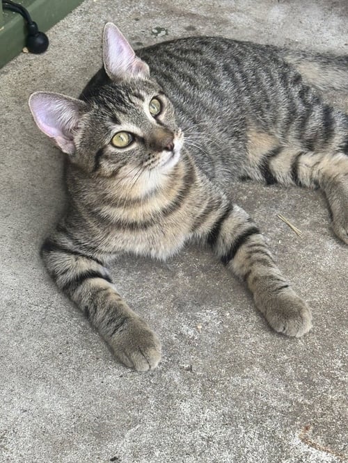 TIGRESS - Domestic Short Hair available for adoption