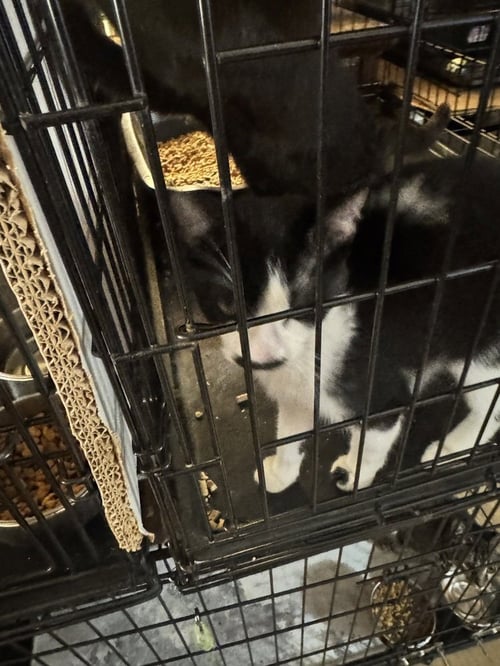 MARTINI - Domestic Short Hair available for adoption