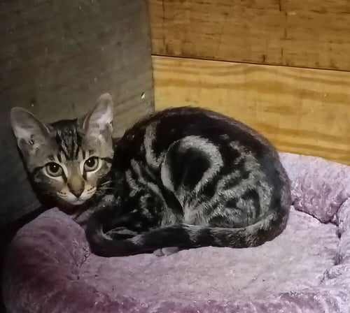 CRESCENT - Domestic Short Hair available for adoption