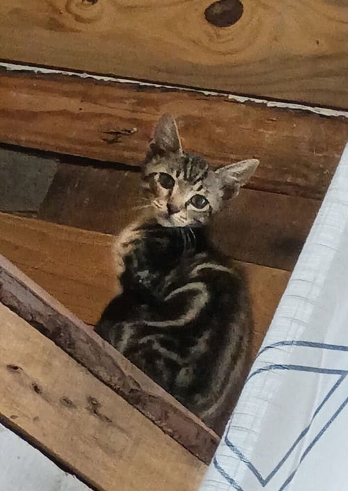 CRESCENT - Domestic Short Hair available for adoption
