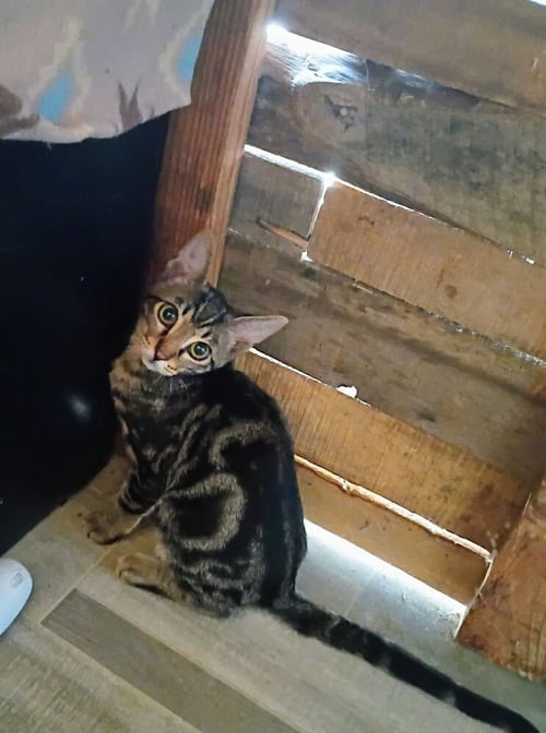 CRESCENT - Domestic Short Hair available for adoption