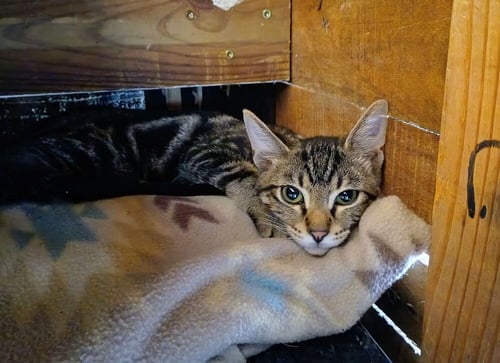 CRESCENT - Domestic Short Hair available for adoption