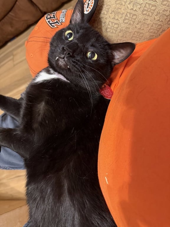 Squeaky Image