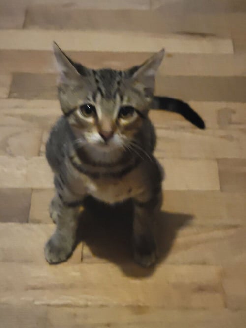 ATLAS - Domestic Short Hair available for adoption