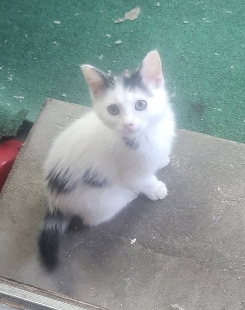 THUMPER - Turkish Angora / Domestic Short Hair available for adoption