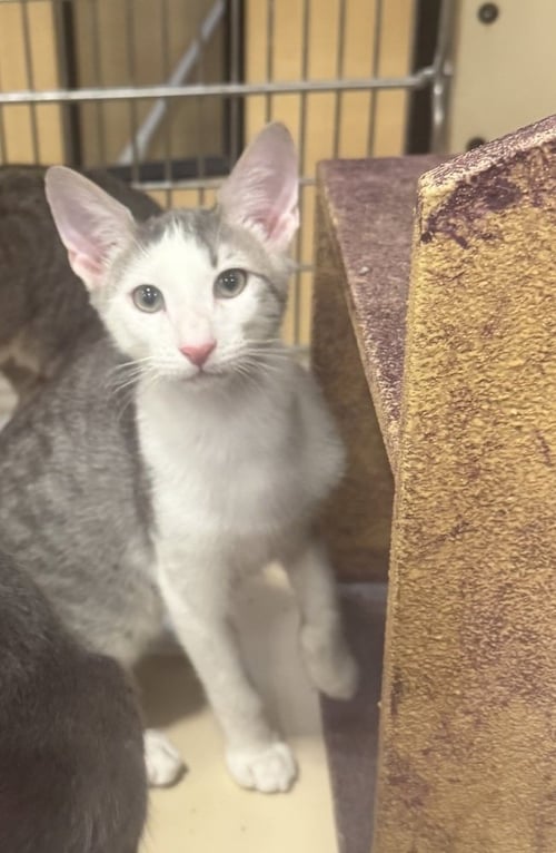SWIPER - Domestic Short Hair available for adoption