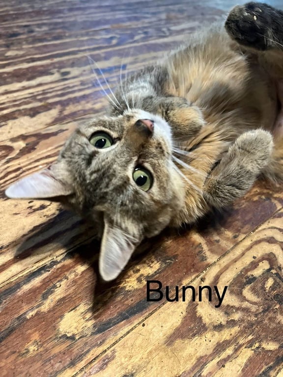 Bunny Image