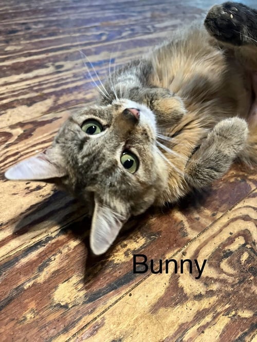 BUNNY - Domestic Short Hair available for adoption