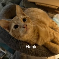 Hank - Photo 1