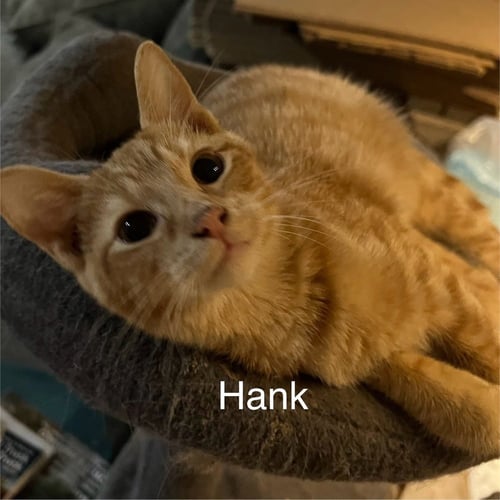 HANK - Domestic Short Hair available for adoption