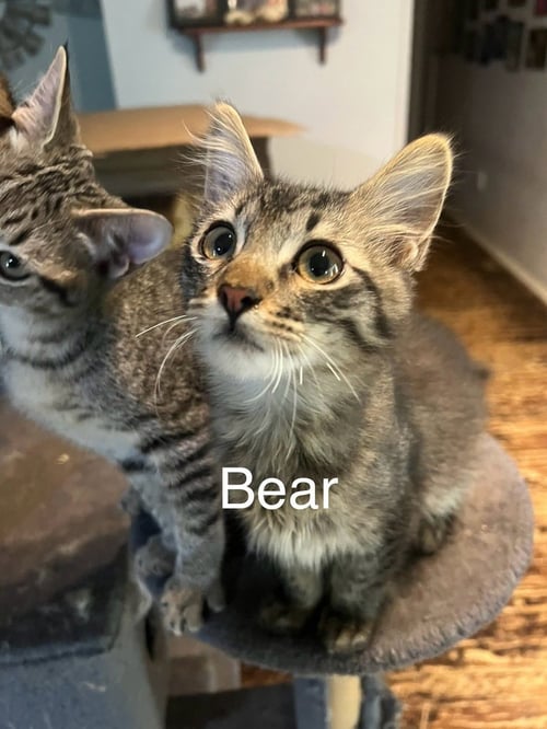 BEAR - Domestic Long Hair / Domestic Short Hair available for adoption