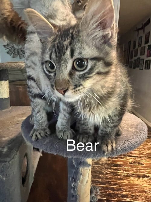 BEAR - Domestic Long Hair / Domestic Short Hair available for adoption