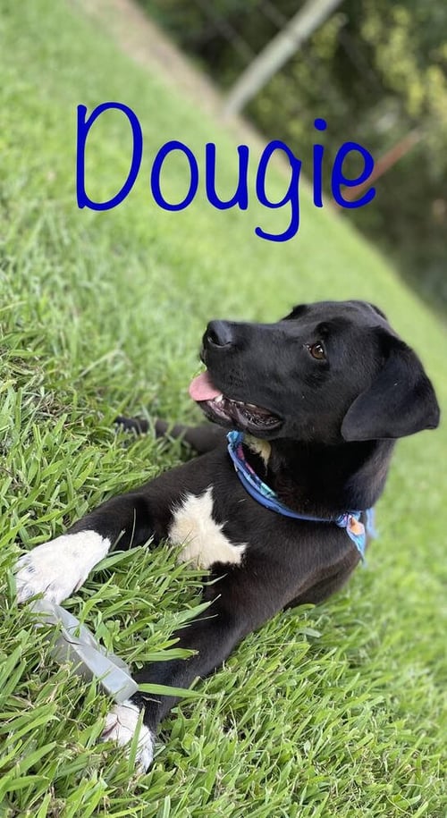 DOUGIE BOY - Labrador Retriever / Shepherd available for adoption