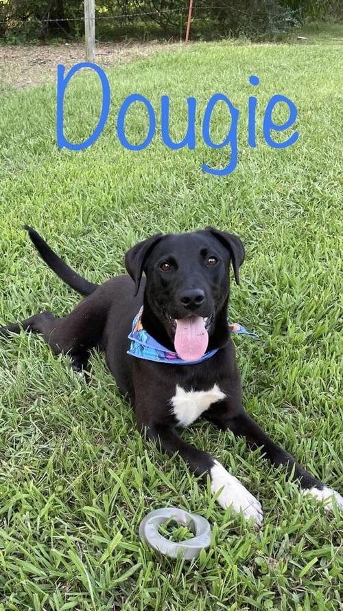DOUGIE BOY - Labrador Retriever / Shepherd available for adoption