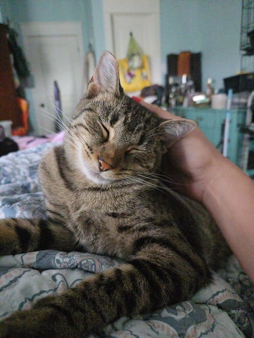 REESES - Domestic Short Hair available for adoption
