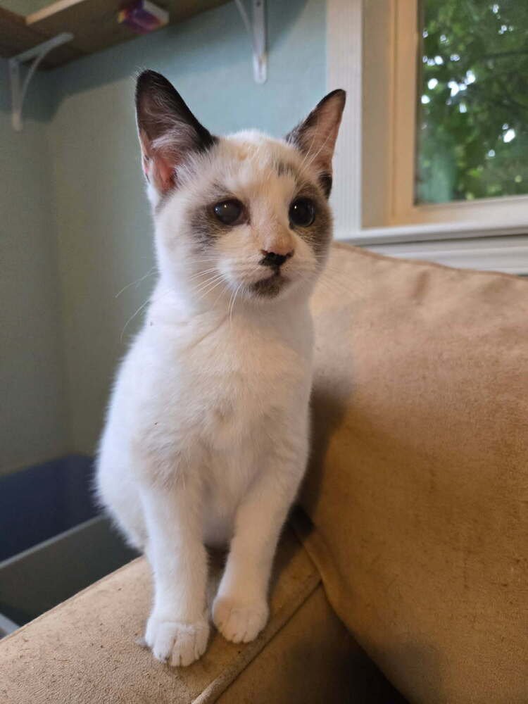 CHLOE - Snowshoe / Siamese available for adoption