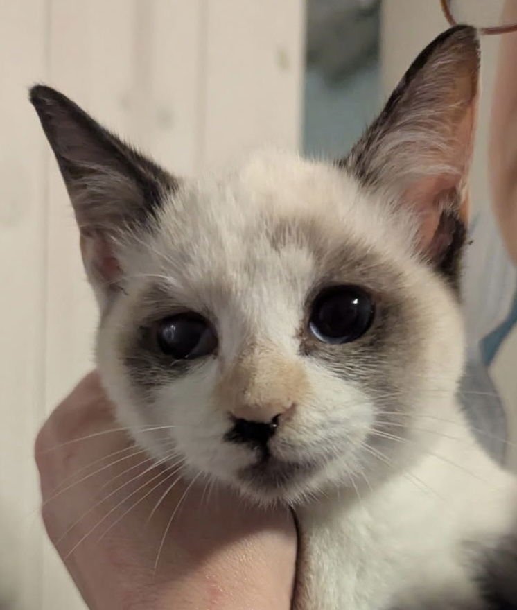 CHLOE - Snowshoe / Siamese available for adoption