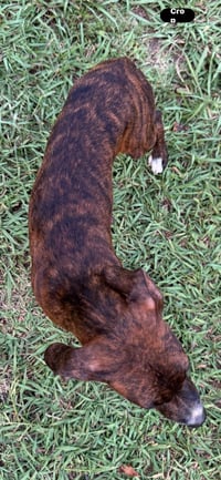 Brandy - Photo 4