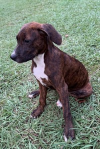Brandy - Photo 3
