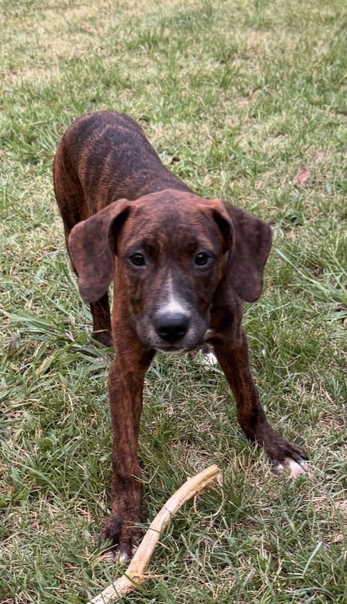 BRANDY - Hound / Mountain Cur available for adoption
