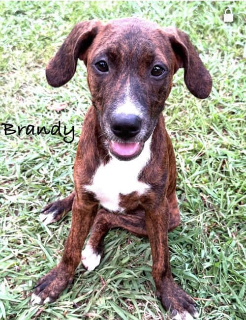 BRANDY - Hound / Mountain Cur available for adoption