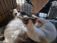 Chardonnay and Rose (bonded pair) - Photo 2