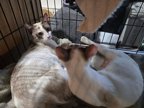 CHARDONNAY AND ROSE (BONDED PAIR) - Siamese / Siamese available for adoption